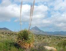 Las Cruces Desert Scenery